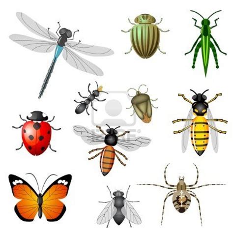 Learn Tagalog: Insects And Pest (1) .